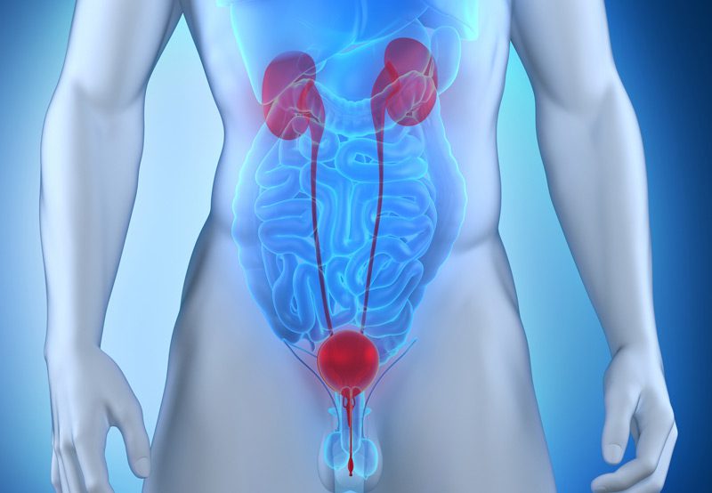 3D-illustration-of-urinary-tract-system