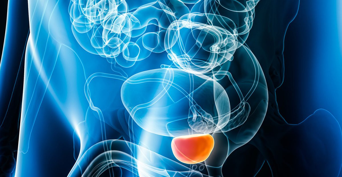 3D-rendering-illustration-of-prostate