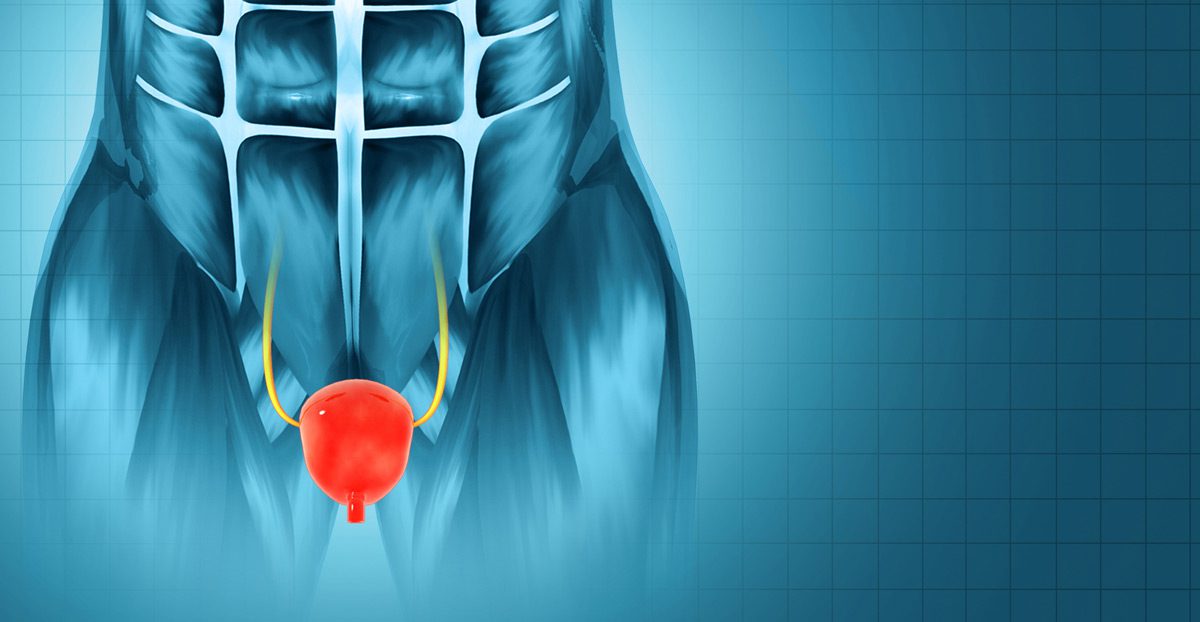 Anatomy-of-human-prostate-gland