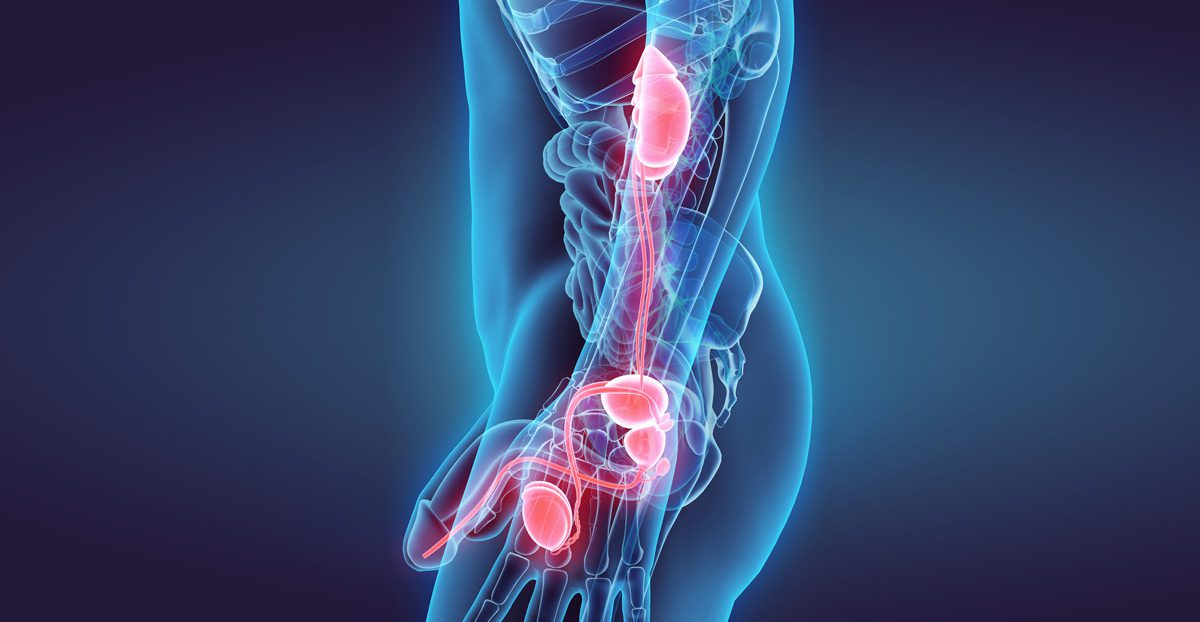 Anatomy-of-the-bladder-and-urethra