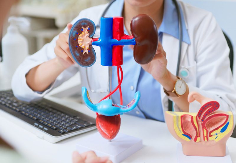 Doctor-at-a-desk-with-urinary-system-model