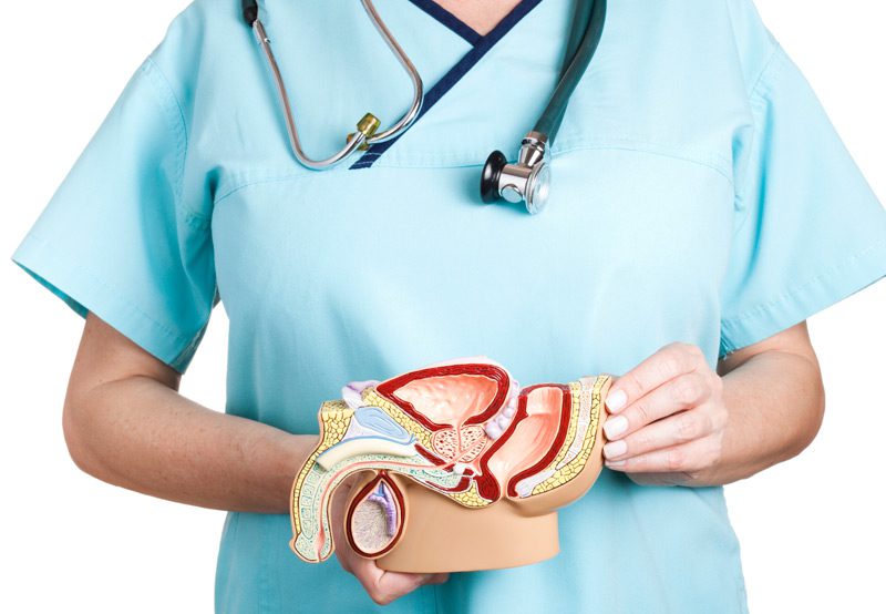 Doctor-holding-model-of-urinary-system