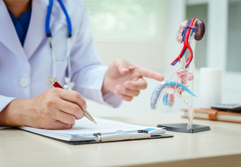 Doctor-pointing-to-model-of-urinary-system