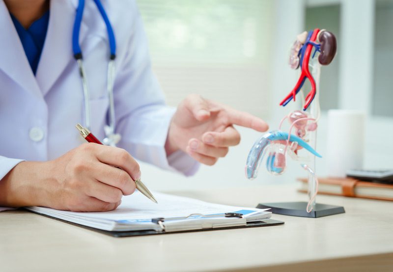 Doctor-pointing-to-model-of-urinary-system