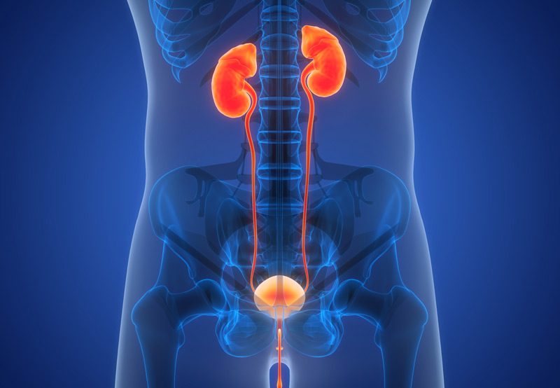 Illustration-of-urinary-system