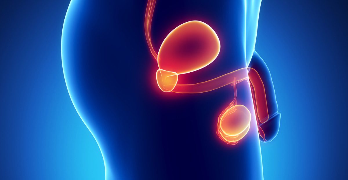 Male-urinary-system-anatomy