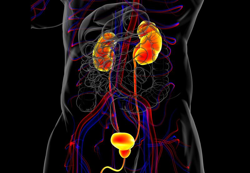 Medical-illustration-of-human-urinary-system