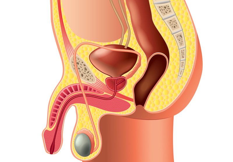 Medical-illustration-of-male-reproductive-system