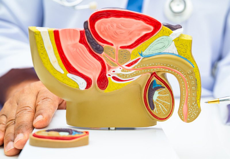Medical-illustration-showing-bladder-outlet-and-prostate-anatomy