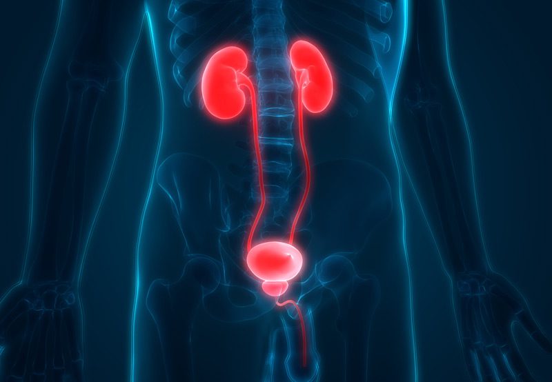 Medical-illustration-showing-kidney-and-urinary-tract