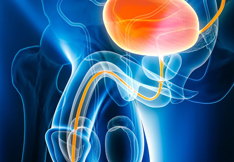 View-of-human-urethra