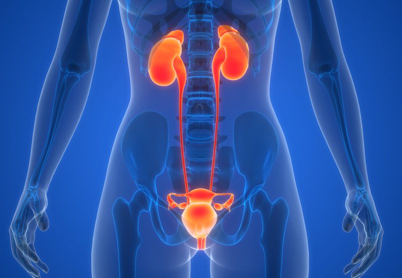 illustration-concept-of-urinary-system